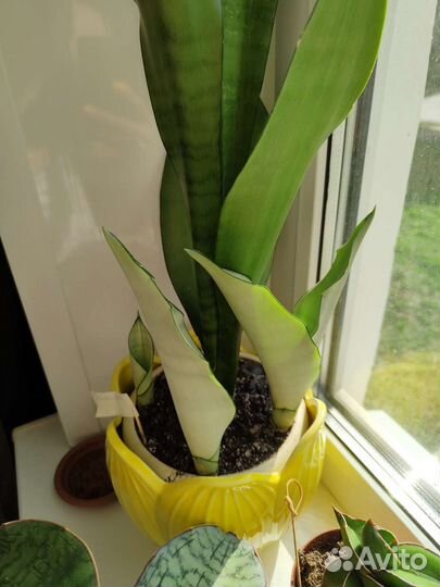 Сансевиерия Муншайн