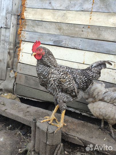 Молодые петухи