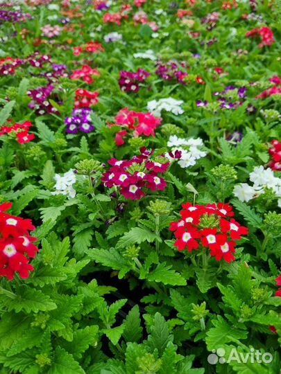 Рассада однолетних цветов