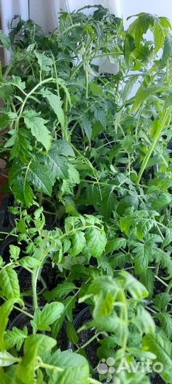 Продам томаты(помидоры)