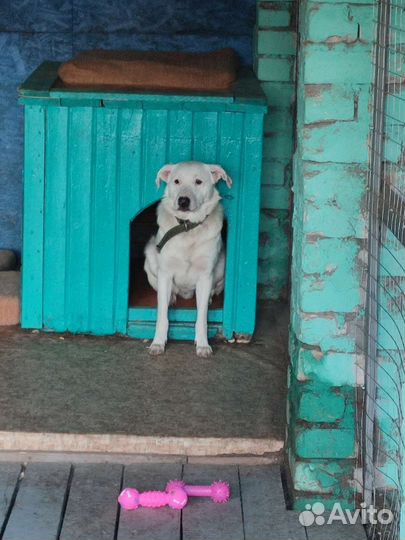 Собака в добрые руки