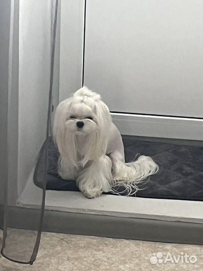 Мальтезе вязка