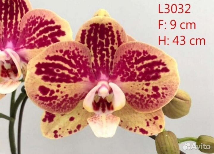 Орхидея фаленопсис, азиатские подростки