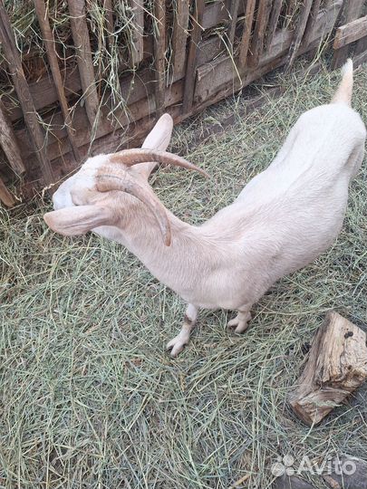 Козочка зааненская