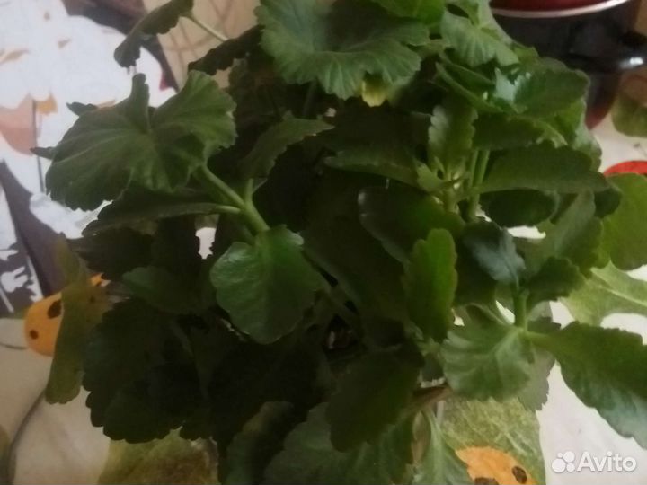 Комнатные цветы