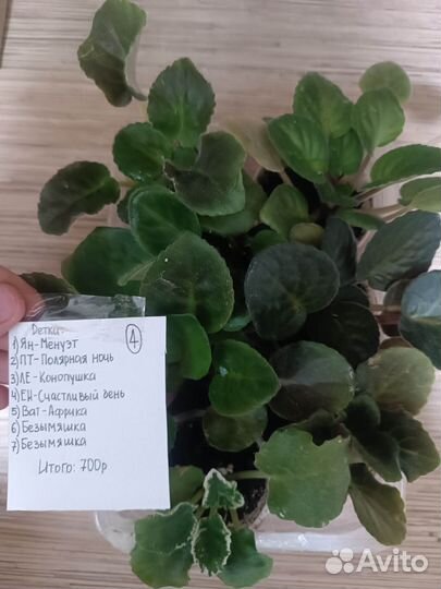 Фиалки сортовые