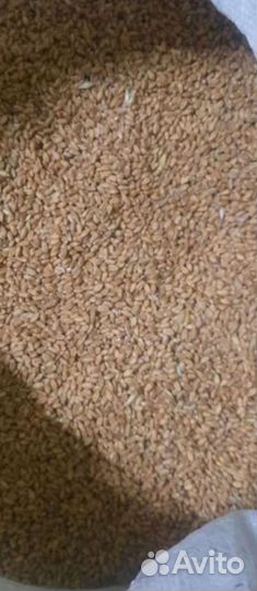 Зерно пшеница