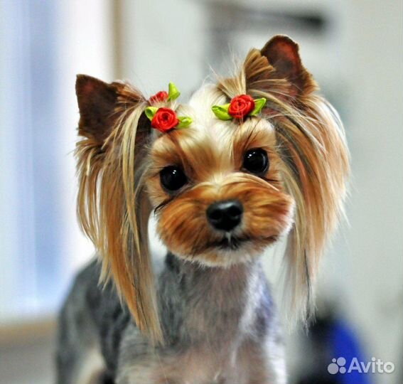 Стрижка собак груминг