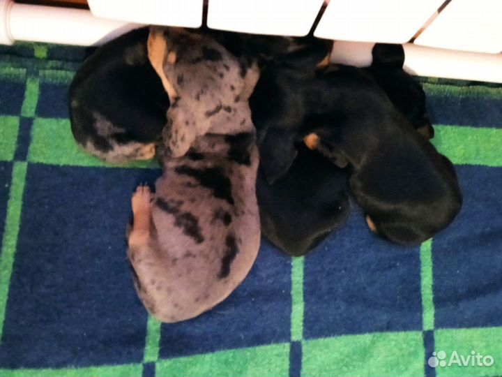 Собаки таксы