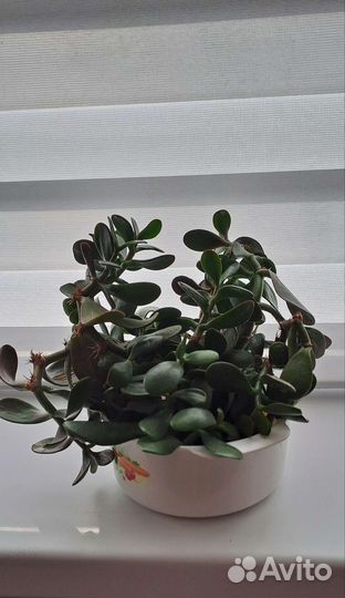 Веточки толстянки