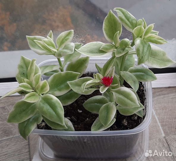 Аптения и другие комнатные цветы