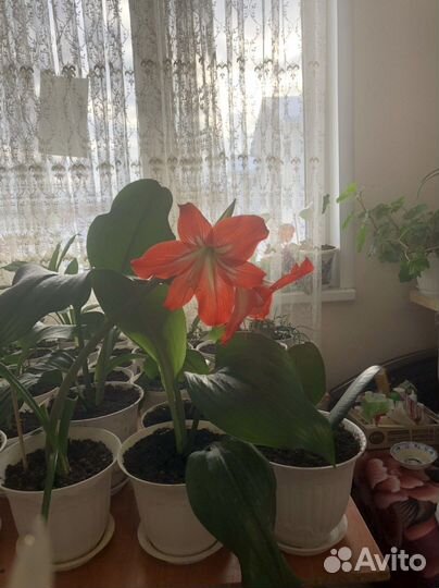 Гиппеаструм