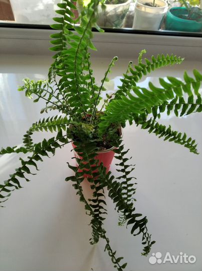 Папоротник комнатный