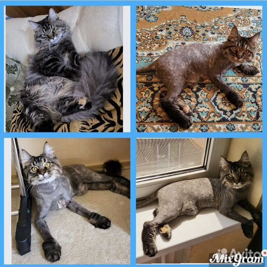 Стрижка кошечек и котиков