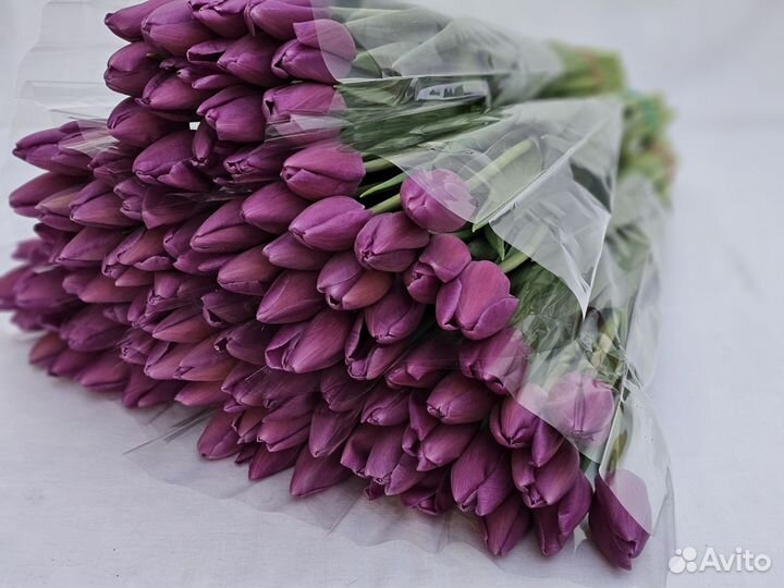 Тюльпаны оптом
