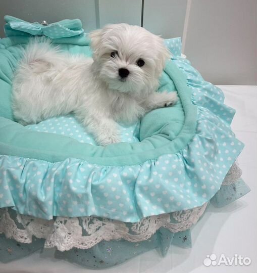 Щенки мальтезе мини