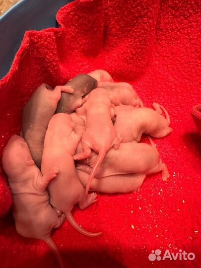 Декоративная крыса