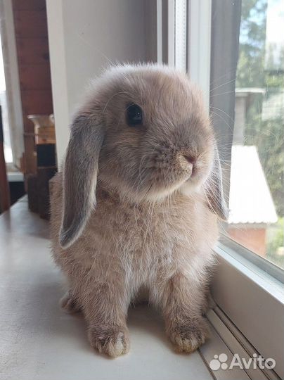 Декоративный карликовый вислоухий кролик