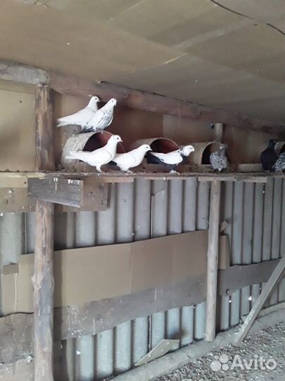 Продажа голубей