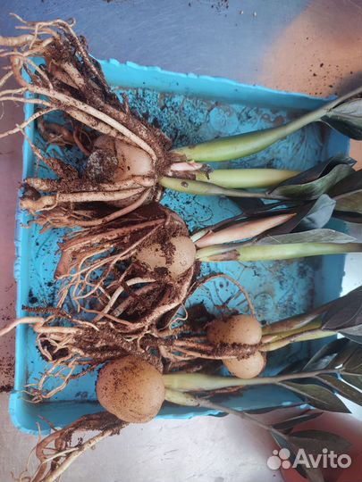 Замиокулькас черный равен