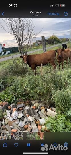 Корова 3 года