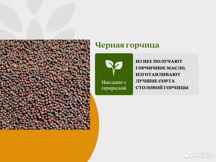 Чёрная горчица (кг)