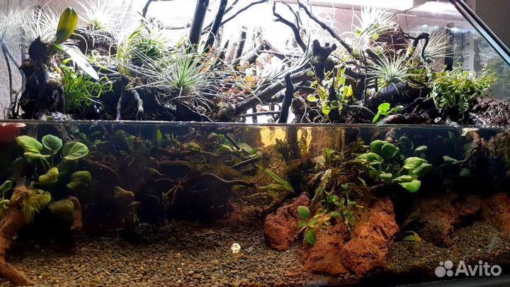 Палюдариум