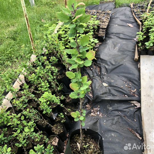 Барбарис тунберга