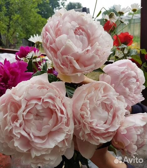 Пион Ник Шейлор