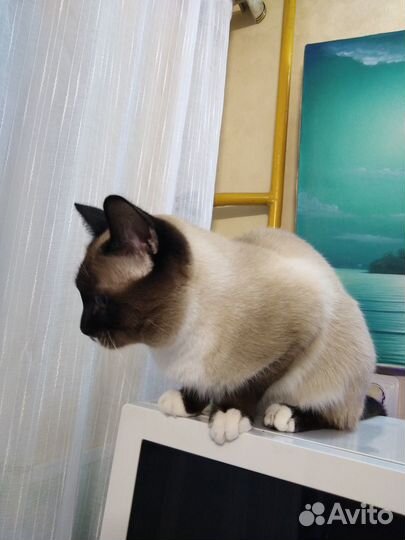 Вязка. Кот. Тайский