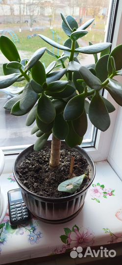 Цветок толстянка