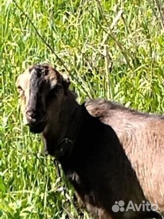 Козёл вязка