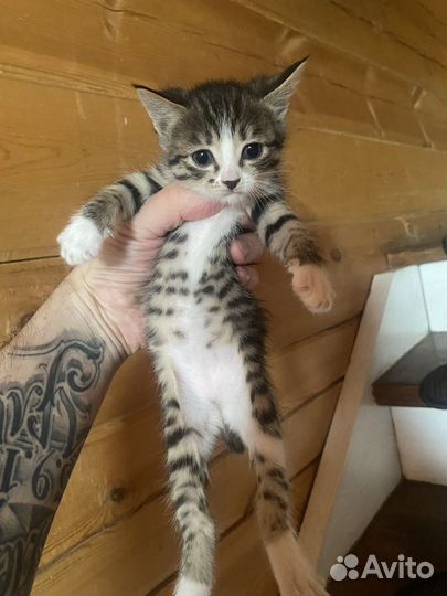 Котята в добрые руки девочки