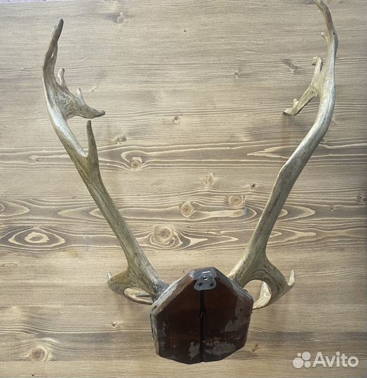 Рога оленя