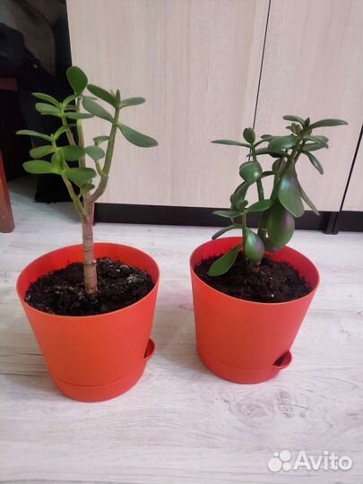 Красула толстянка