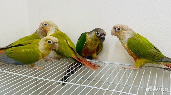 Попугаи пиррура птенцы