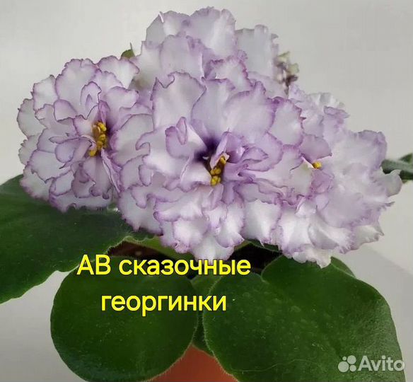 Фиалка