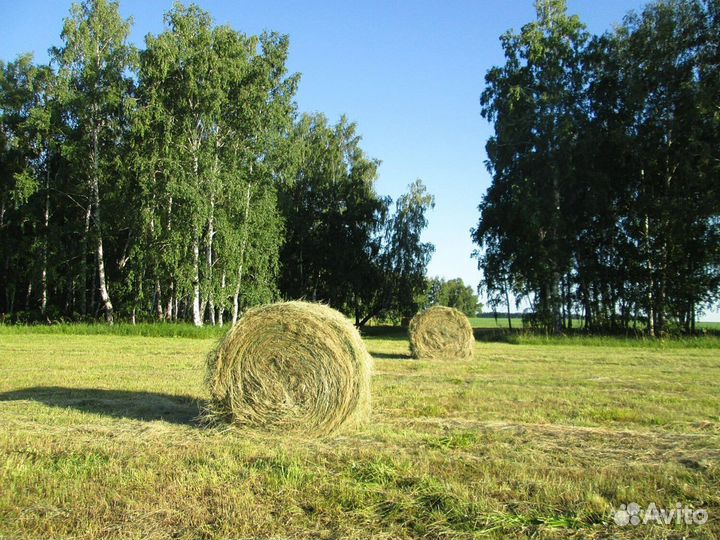 Продам сено в рулонах