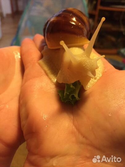 Улитки ахатины