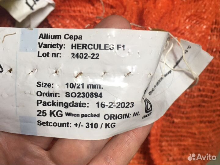 Лук севок голландский