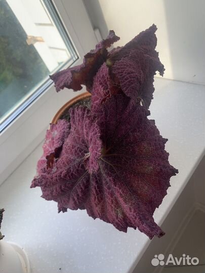 Бегония декоративно лиственная