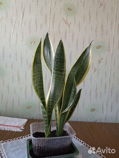 Сансевиерия