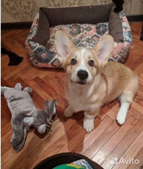 Передержка собак и кошек