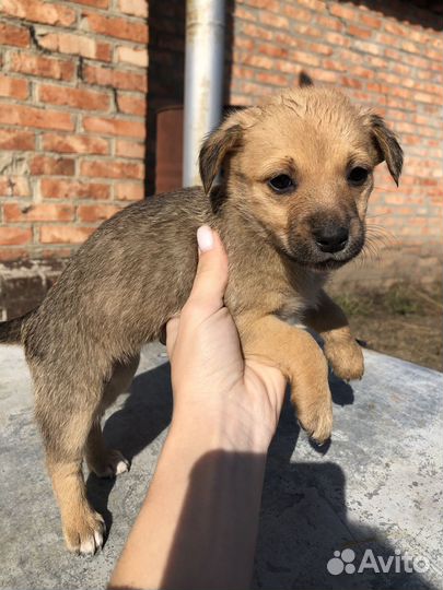 Щенок в добрые руки