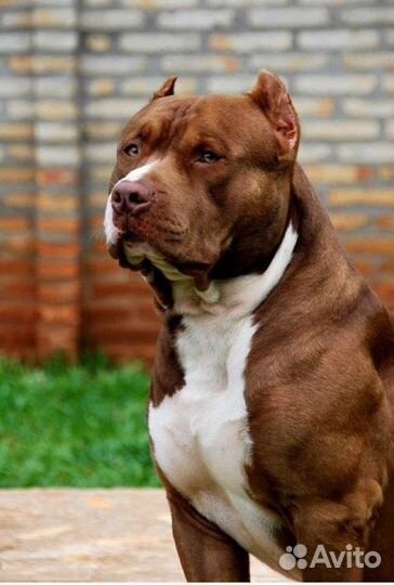 Дрессировка,коррекция поведения