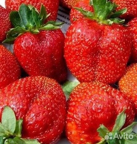 Саженцы клубники в ассортименте