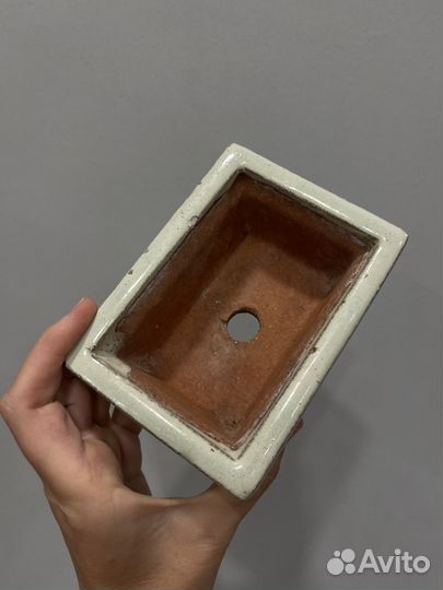 Бонсайница