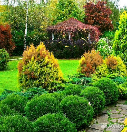 Туи брабант