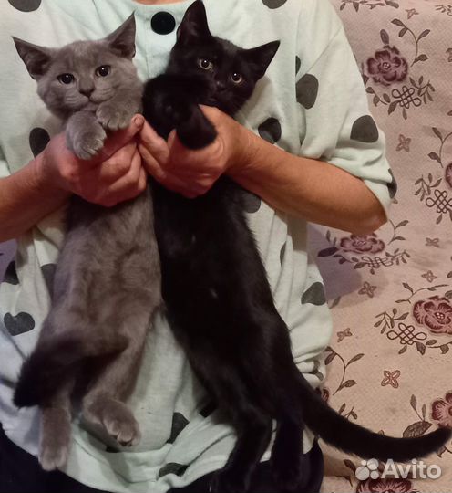 Котята в добрые руки