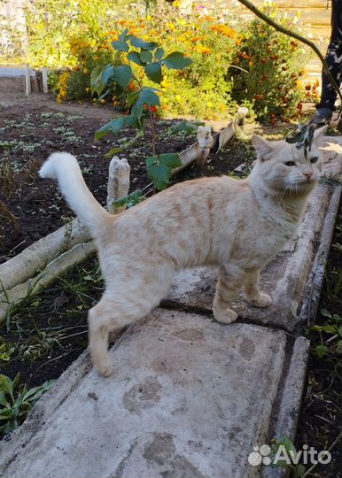 Светло-рыжий кот, оставленный на СНТ